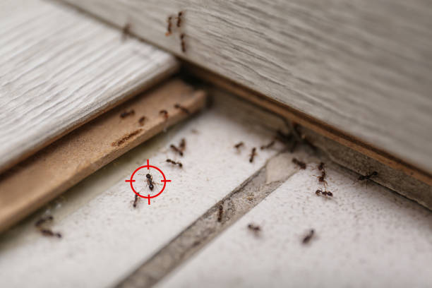 Best Best Pest Control Companies  in Seven Fields, PA
